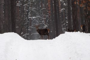 Екскурсія в Залісся